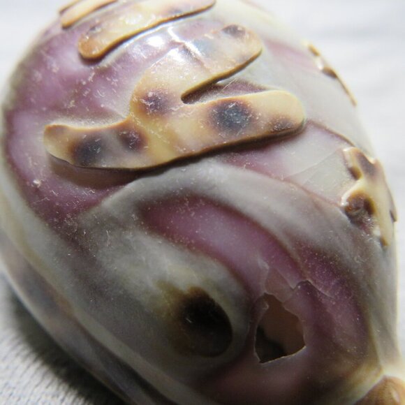 REAL Sea Shell Hand-Carved “Amy” Cowrie Shell Hawaiian - Picture 9 of 10